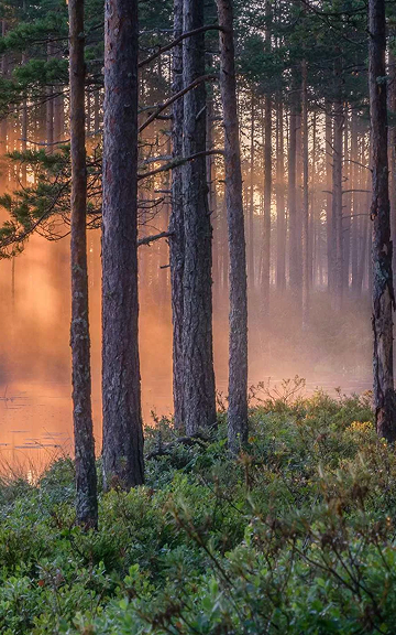 heloサウナの画像10